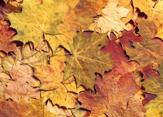Naklejka na ściany i meble Seasonal autumn background of colorful leaves.