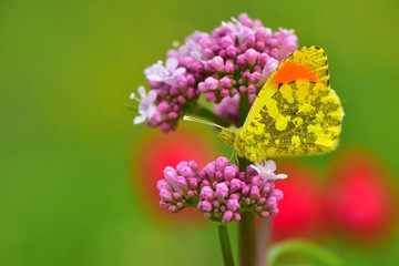 Anthocharis damone  364