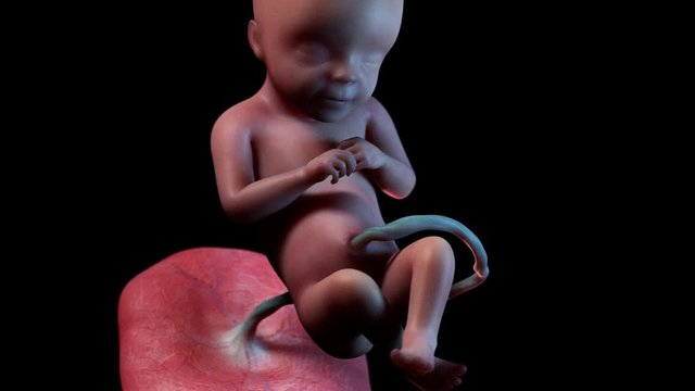medically accurate 3d animation of a human fetus week 28