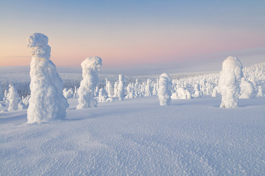 Typical ice sculptures in the woods of Riisitunturi national park, posio, lapland, finland, europe.
