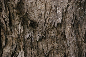 close up of the texture and patterns in the twisting bark of a variety of native Australian Gum tree, rural New South Wales