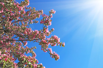 Springtime background. Beautiful blossom tree. Pink flowers and sunny blue sky