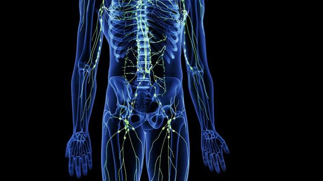 medically accurate 3d animation of the lymphatic system