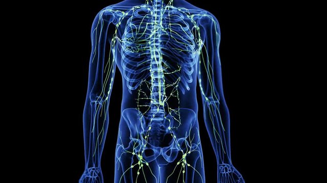 medically accurate 3d animation of the lymphatic system
