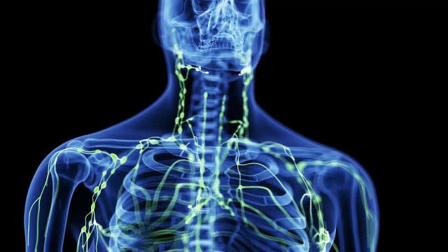 medically accurate 3d animation of the lymphatic system