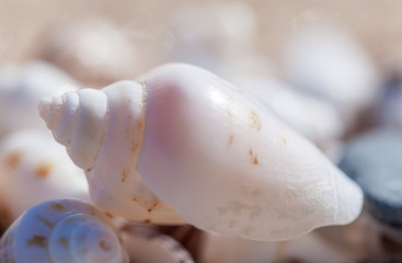 seashell 