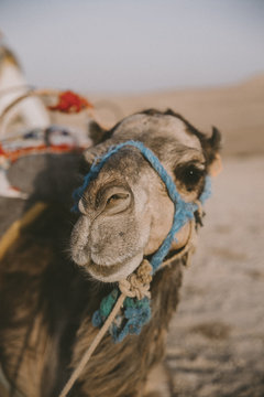Moroccan dream