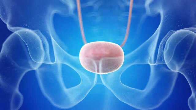 medically accurate 3d animation of the human bladder