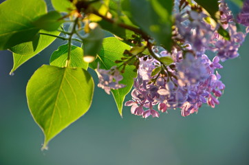 Transparent leaves of lilac in the sun and bright flowers