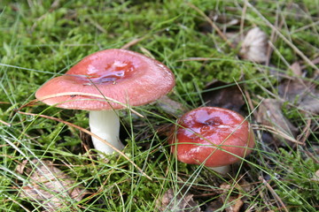 Mushrooms in the forest