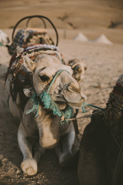 Moroccan dream