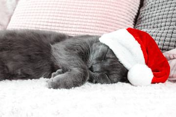 Сute cat sleeping in Santa's hat. Christmas concept.