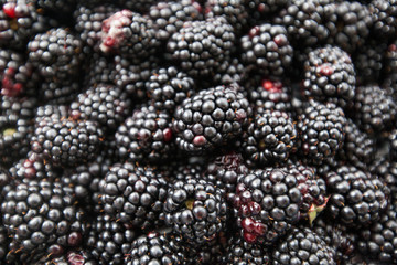  Fresh Summer Seasonal Ripe Blackberry