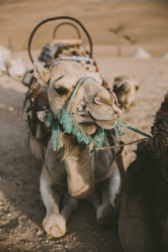Moroccan dream