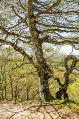 Beautiful covered with lichen and moss May beech tree in the Spanish Pyrenees Mountains casting shadow on a French Napoleon Route path
