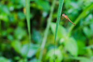 Dragonfly on the grass in the morning garden
