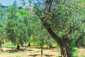 Olive trees at Gemlik