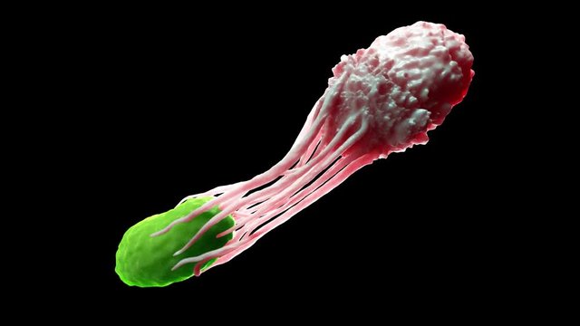 medically accurate 3d animation of a macrophage attacking a bacteria
