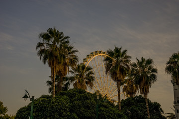 Fototapeta na wymiar Spain, Malaga, a group of palm trees next to a Giant Wheel, Ferris