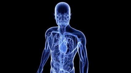 medically accurate 3d animation of the beating heart