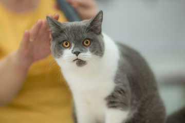  surprised cat with big eyes sitting and looking forward