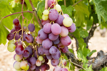 Grapes field, vineyard (Turkey Izmir vineyard)