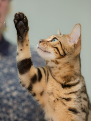  happy young cat playing with toy