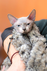 Fototapeta na wymiar bald kitten sphinx froze and warms in warm gray blankets
