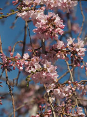 Pink cherry blossom