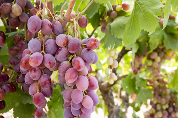 Grapes field, vineyard (Turkey Izmir vineyard)