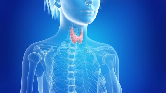medically accurate 3d animation of the thyroid gland