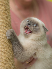 a young cat growls at the approaching enemy