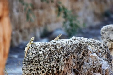 lizard on the rock