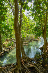 clear river in jungle