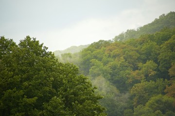 Fog over southern forest at dawn