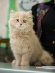  fluffy kitten with big eyes sitting on the table and looking forward