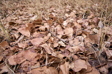 Red and brown fallen leaves