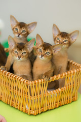 playful kittens sit in a yellow basket and look forward