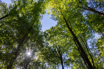 Green tree from below against blue sky as background