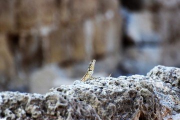 lizard on the rock