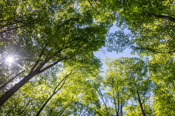 Green tree from below against blue sky as background