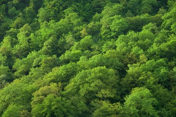 Green texture of a summer forest