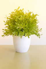 White pot with small tree Used for home decoration