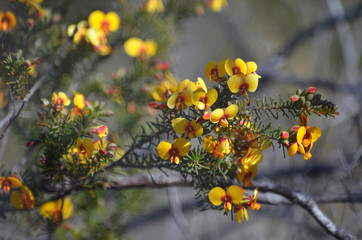 Australian native pea Dillwynia retorta, common name Eggs and Bacon, growing in heath on the Little Marley Fire Trail, Royal National Park, Sydney, NSW, Australia. Winter to spring flowering