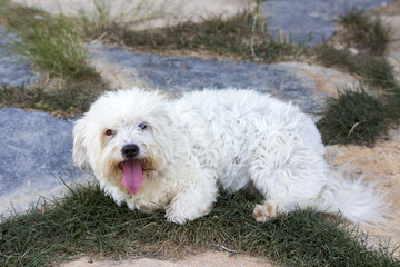 Pet animal, cute dog