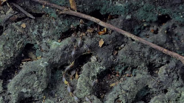 Crowd of termites (Macrotermes) on ground in tropical rain forest. 