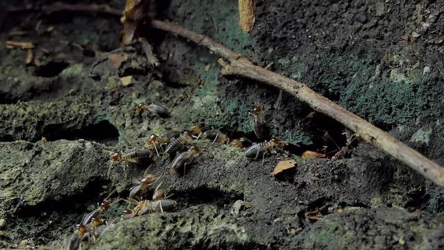 Crowd of termites (Macrotermes) on ground in tropical rain forest. 