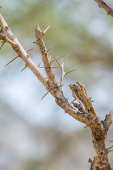 tree branches