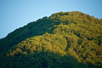 Green forest on the mountain, lit by the morning sun at sunrise