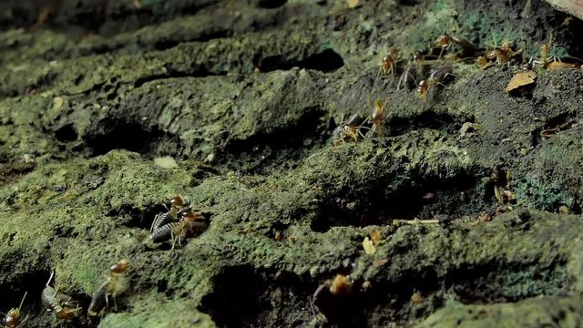 Crowd of termites (Macrotermes) on ground in tropical rain forest. 